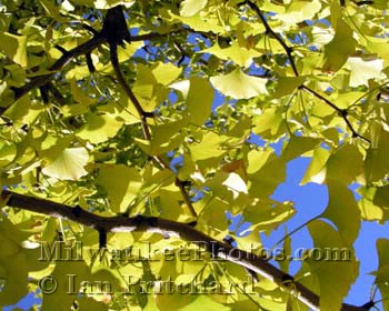 Photograph of Ginko Tree from www.MilwaukeePhotos.com (C) Ian Pritchard